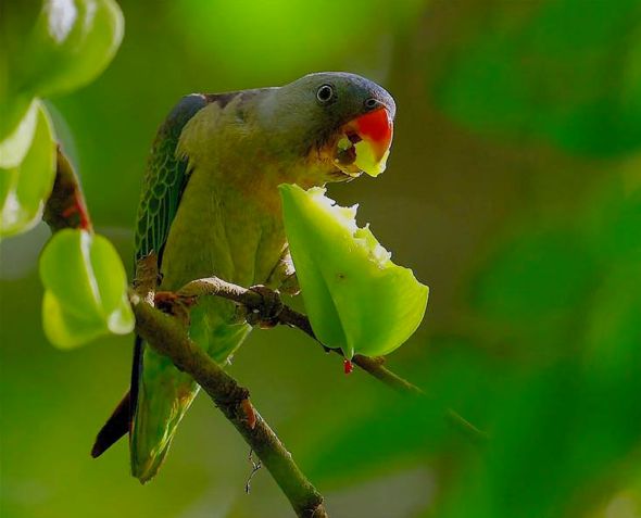 parakeet eating fruit