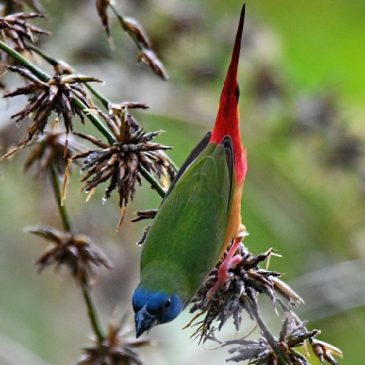 Pin-tailed Parrotfinch feeding bamboo seeds