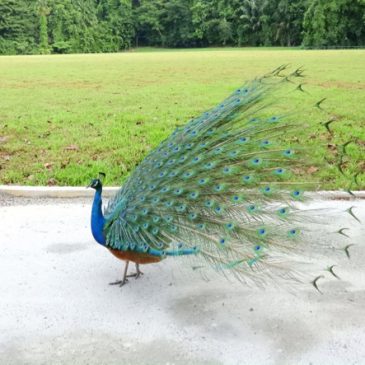 Courtship display of the Indian Peafowl