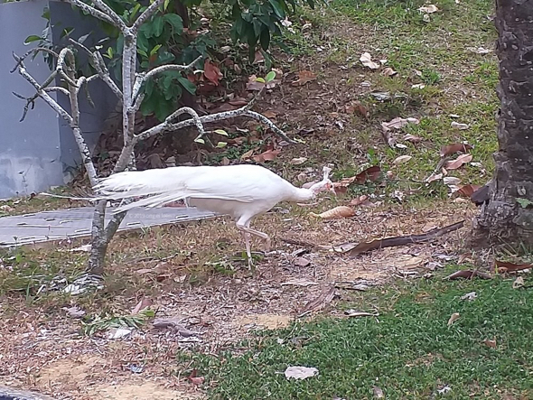 White Peacock And A Normal Peahen Foraging Bird Ecology Study Group