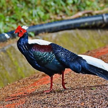 Birding in Taiwan: 7. Swinhoe’s Pheasant