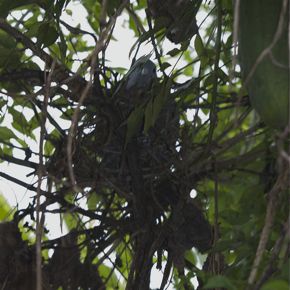 Pink-necked Green Pigeon: A case of failed nesting