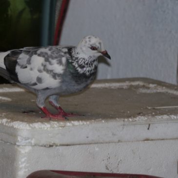 Pigeon vandals – Rock Pigeons consuming plastic