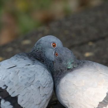 Rock Pigeon “kissing”