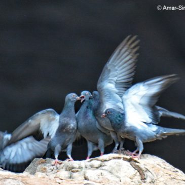 Rock Pigeon – adult feeding crop milk to 4 juveniles