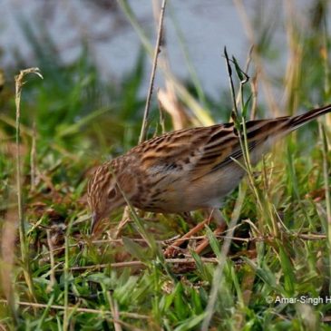 Migratory Blyth’s Pipit sighted