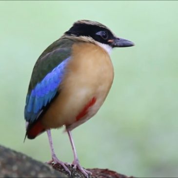 Blue Winged Pitta landed in Hougang Estate, Singapore
