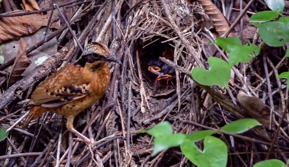 Adult Eared Pittas feeding chicks in the nest
