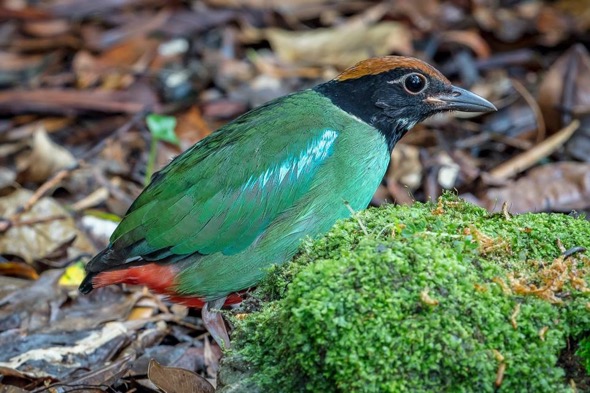 Hooded Pitta lured by mealworms (Photo credit: Adrian Tan)