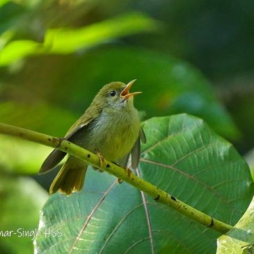 Plain Sunbird Anthreptes simplex – male’s role with fledglings