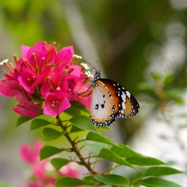The Plain Tiger butterfly and Bougainvillea flowers