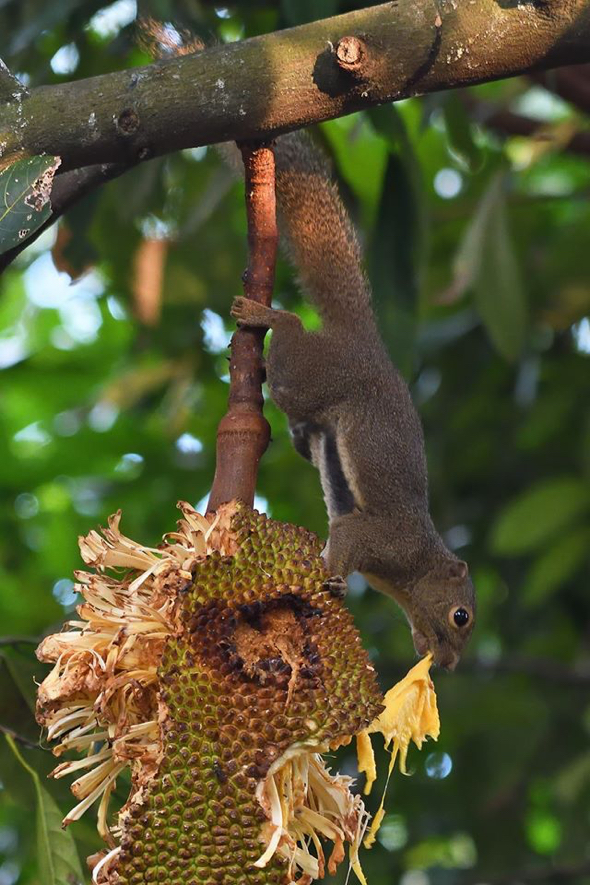 PlantainSquirrel-Jackfruit [LianYeeMing]