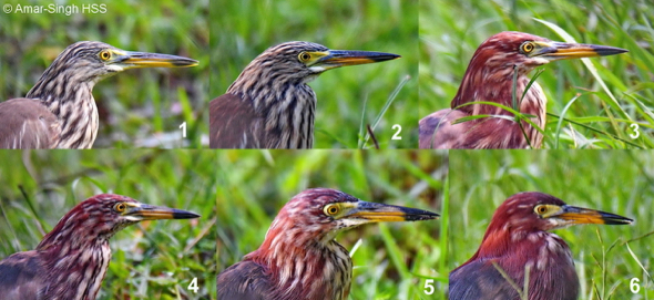 Chinese Pond-heron – plumage transition/changes