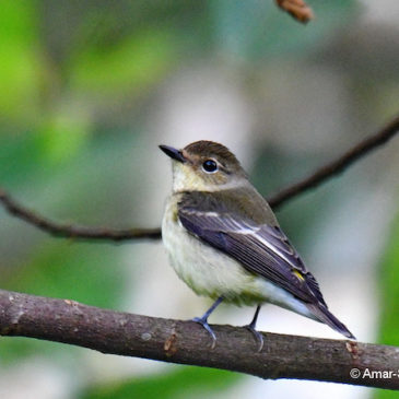 Flycatchers with yellow-rumps – discussion with Dr David Wells
