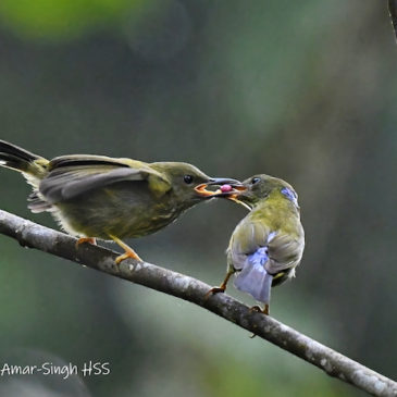 Purple-naped Sunbird/Spiderhunter – Food for Juveniles