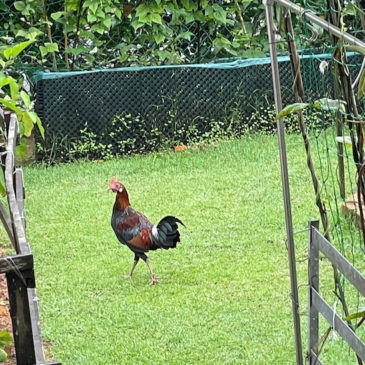 A Red Junglefowl visited my garden