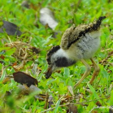 Red-wattled Lapwing  – parenting and feeding behaviour
