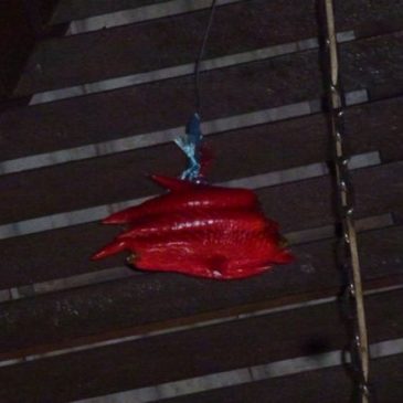 Bats roosting in my porch: 24. A bag of red chillies