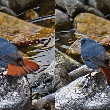 Birding in Taiwan: 14. Plumbeous Water Redstart
