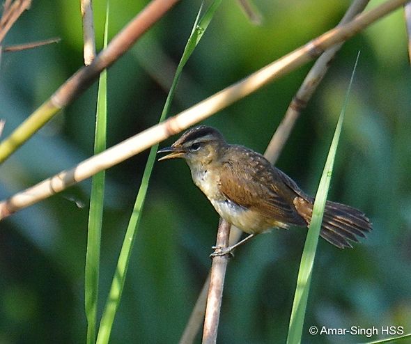 Migrating Black-browed Reed-warbler in Perak, Malaysia - Bird Ecology ...