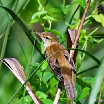 Oriental Reed Warbler – two images