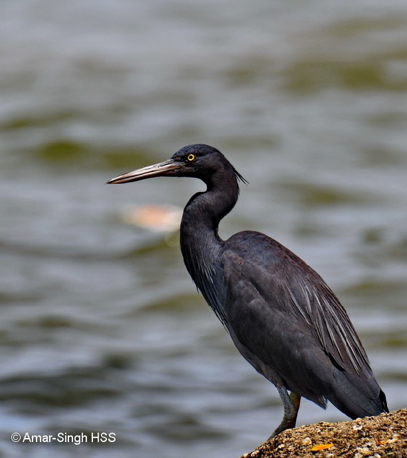 Black Egret