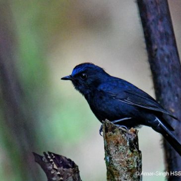 White-tailed Robin: 2. More images and vocalisation