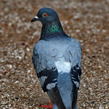 Rock Pigeon/Rock Dove – white back/rump