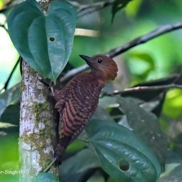 Rufous Woodpecker – juvenile and advertising call