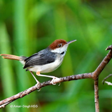 Images of Rufous-tailed Tailorbird