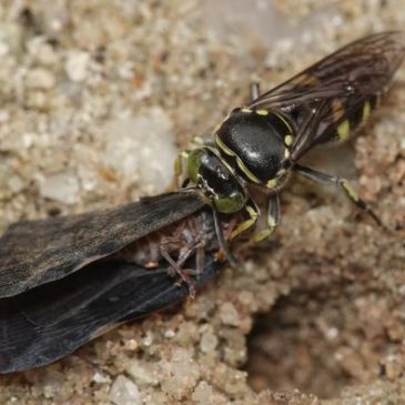 Sand wasp with Planthopper prey