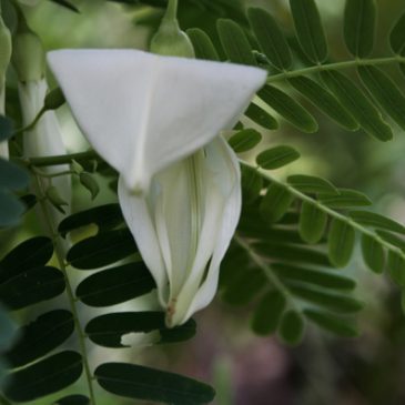 Sesbania grandiflora ‘Alba’ – flowers and pollination