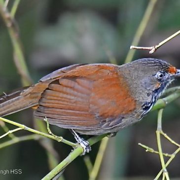 Birding in Taiwan: 2. Black-necklaced Scimitar-babbler