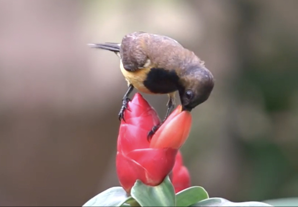 sunbird nectar from flowers