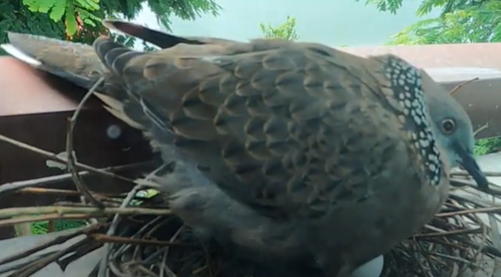 Nesting of spotted doves (Spilopelia chinensis) Part 1