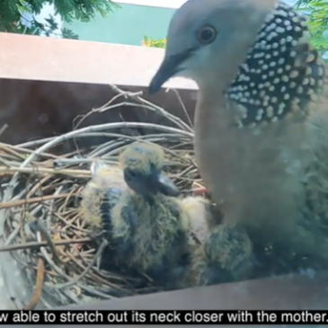 Nesting of spotted doves (Spilopelia chinensis) Part 3: From nest to chicks