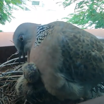 Nesting of spotted doves (Spilopelia chinensis) Part 4: Parent-chicks interactions