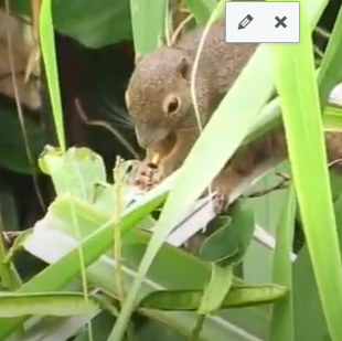 Plantain squirrel (Callosciurus notatus) chewing young sugar cane tips