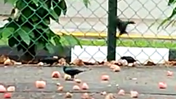 Asian Glossy Starlings feast on fallen water apple fruits