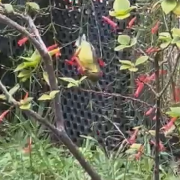 Female olive-backed sunbird visits Russelia flowers