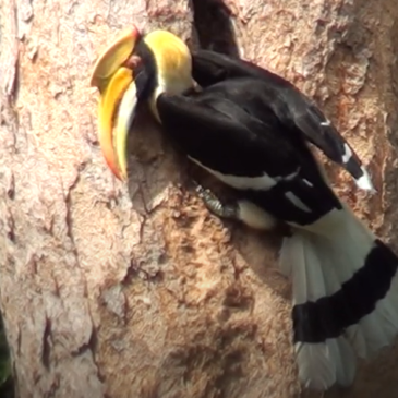 Great Hornbill male feeding chick at nest hole