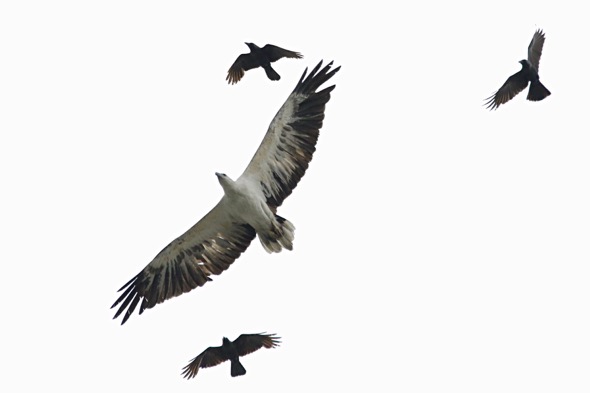 SeaEagleWB-crows [SyOng] 3