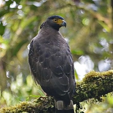 The beauty of the beast: Crested Serpent-eagle