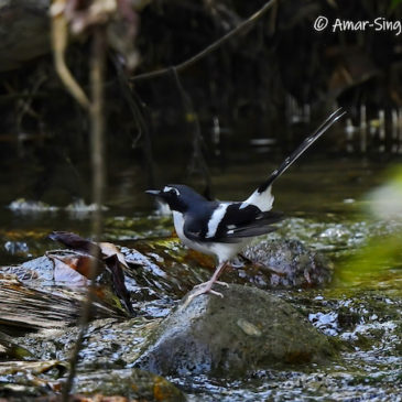 Slaty-backed Forktail in the Lowlands