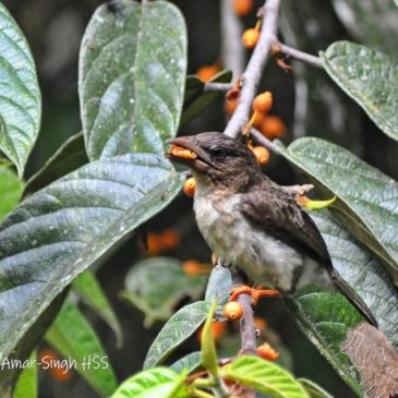 Observations on the Diet of the Sooty Barbet Caloramphus hayii
