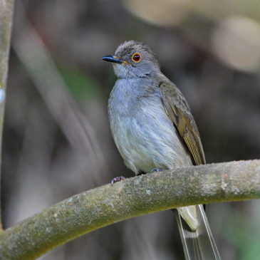 Images of the Spectacled Bulbul