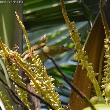 Grey-breasted Spiderhunter feeding on coconut flower nectar