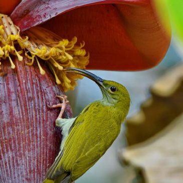Grey-breasted Spiderhunter – immature with eye-ring