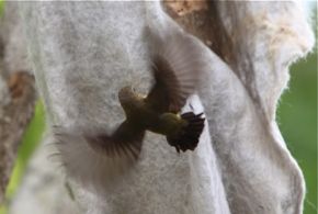 Sunbird collecting nest material