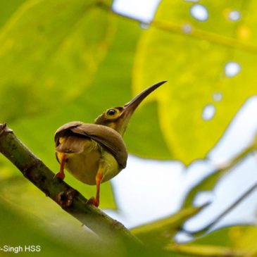 Spectacled and Yellow-eared Spiderhunters and the Common Mahang